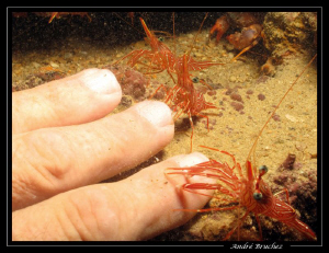 Manicure... :O) by André Bruchez 